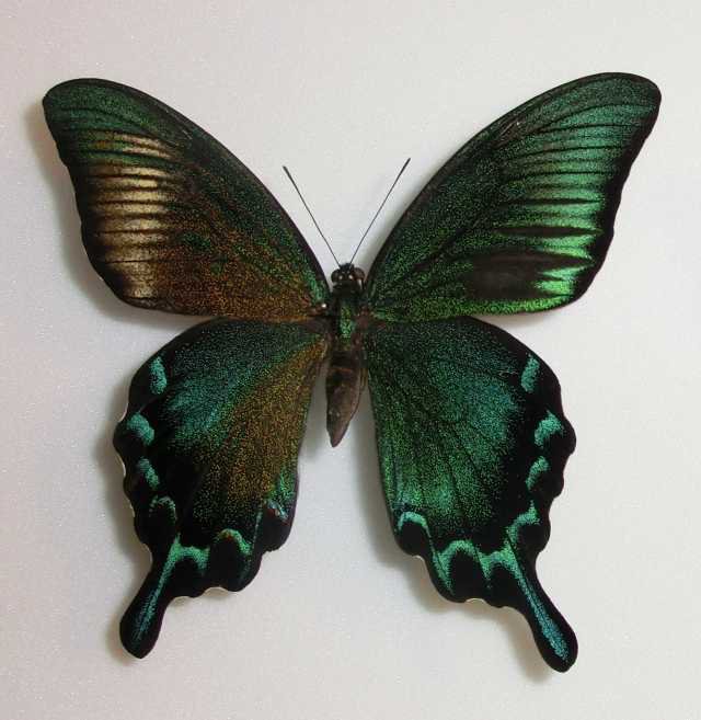Papilio Gynandromorph 13 (Internet Image property of respective owner, non-commercial use only)